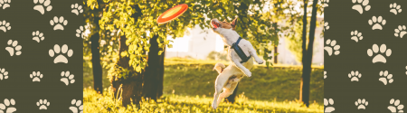 dog catching frisbee in park