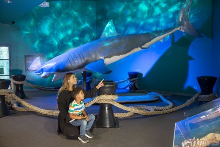Shakka the Shark