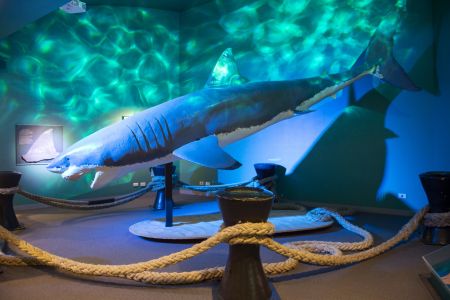 shakka shark exhibition