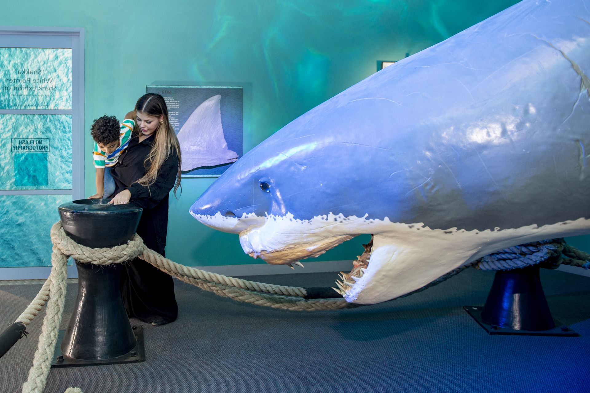 Shakka the Shark