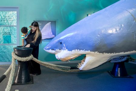 Shakka the Shark