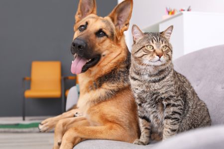 dog and cat